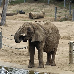 African Bush Elephant