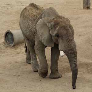 African Bush Elephant