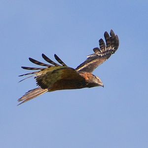 Juv. Whistling kite