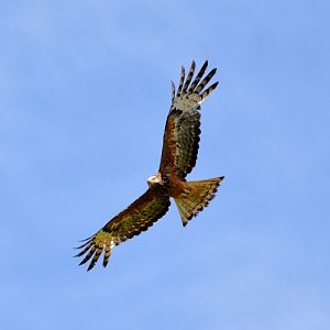 Juv. Whistling kite.