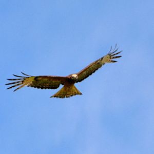 Juv. Whistling kite.