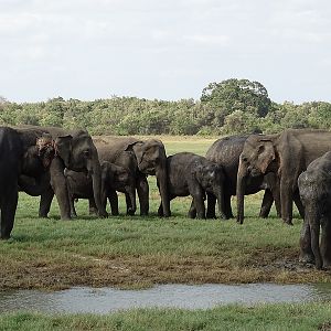 Asian elephants