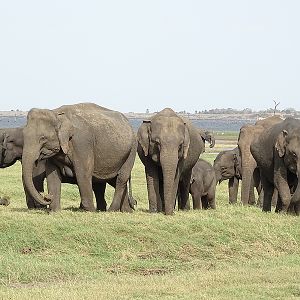 Asian elephants