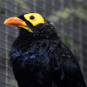 Yellow Faced Mynah