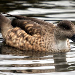 Patagonian Crested duck