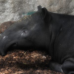 Malayan Tapir