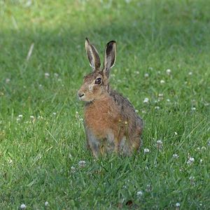 European hare.