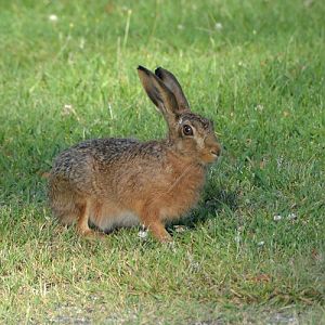 European hare.