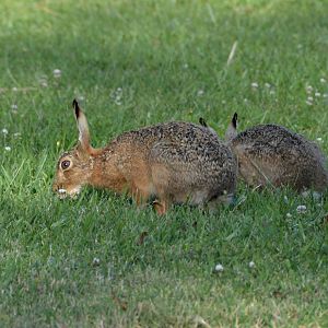 European hares.