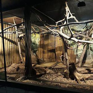 Javan ferret-badger's exhibit