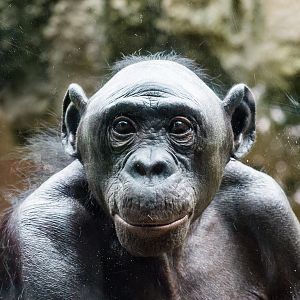 Lorretta, the 4th oldest bonobo in the United States.