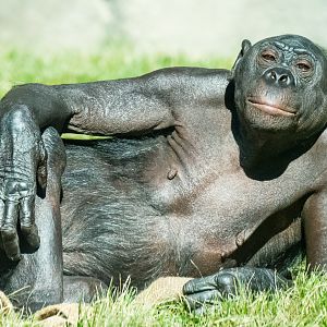 Loretta, the 4th oldest bonobo in the United States.