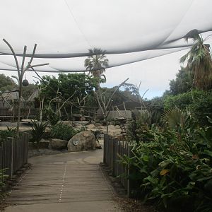 Ring-tailed Lemur Walk-through