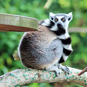 Ring-tailed Lemur (Lemur catta)