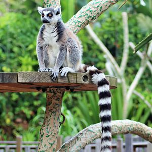 Ring-tailed Lemur (Lemur catta)
