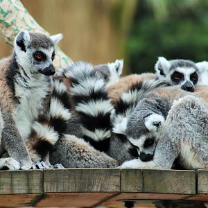Snoozing Ring-tailed Lemurs (Lemur catta)