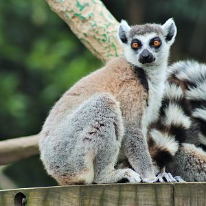 Ring-tailed Lemur (Lemur catta)