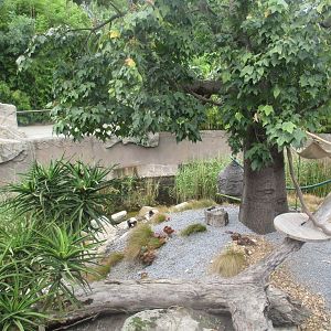 Ruffed Lemur Enclosure
