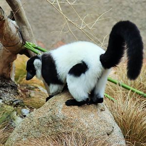Black-and-white Ruffed Lemur (Varecia variegata)