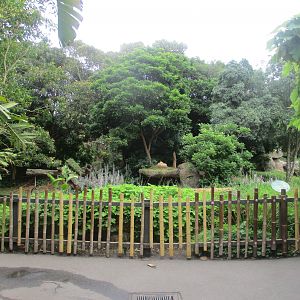 Gorilla Enclosure
