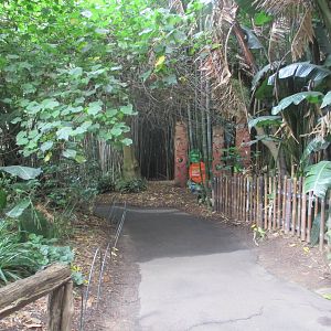 Pathway Along Gorillas