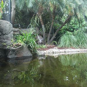Pygmy Hippo Enclosure