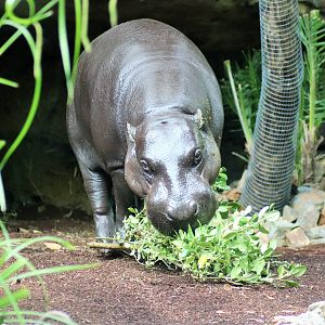 'Felix' Pygmy Hippopotamus (Hexaprotodon liberiensis)