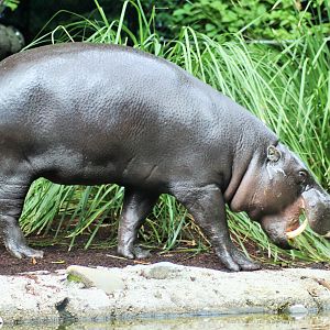'Felix' Pygmy Hippopotamus (Hexaprotodon liberiensis)