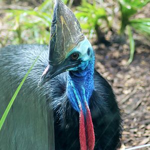 Southern Cassowary (Casuarius casuarius),