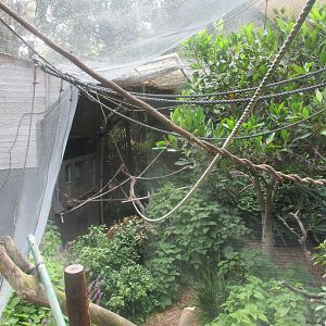 White-cheeked Gibbon 'Tieu' Enclosure