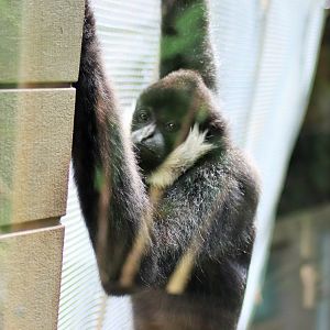 'Tieu' the White-cheeked Gibbon (Nomascus leucogenys)