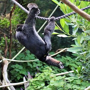 'Tieu' the White-cheeked Gibbon (Nomascus leucogenys)
