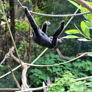 'Tieu' the White-cheeked Gibbon (Nomascus leucogenys)