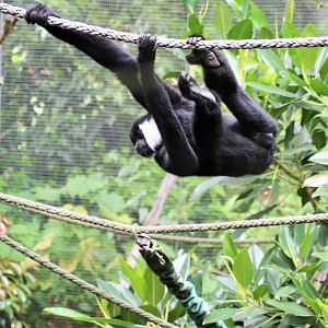 'Tieu' the White-cheeked Gibbon (Nomascus leucogenys)