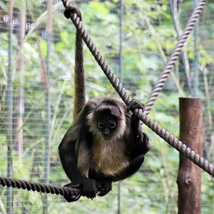 Geoffroy's Spider Monkey (Ateles geoffroyi)