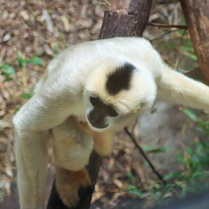 'Li-Lian' the White-cheeked Gibbon (Nomascus leucogenys)