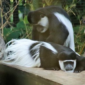 Eastern Black-and-white Colobus monkey (Colobus guereza)