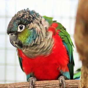Crimson-bellied Conure  (Pyrrhura perlata)
