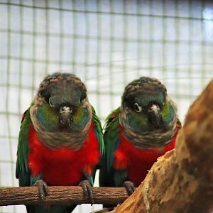 Crimson-bellied Conure (Pyrrhura perlata)
