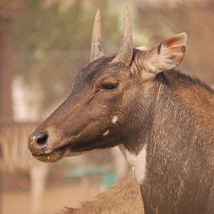 Nilgai bull - Peshawar zoo 8/12/2018