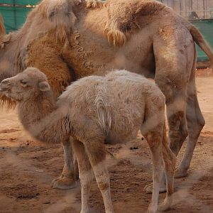 Bactrian camel calf - Peshawar zoo 8/12/2018