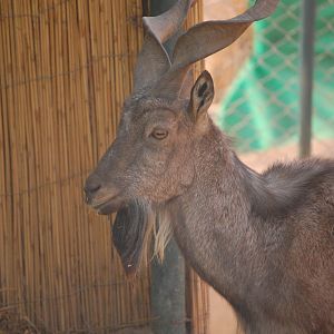 Kashmir markhor - Peshawar zoo 8/12/2018