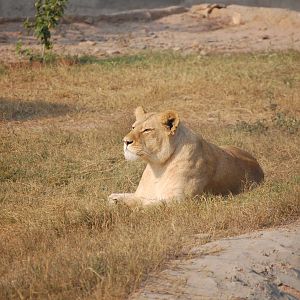 Lioness - Peshawar zoo 8/12/2018