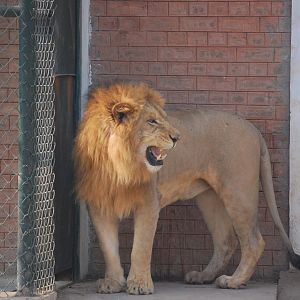 Lion reacting to olfactory enrichment - Peshawar zoo 8/12/2018
