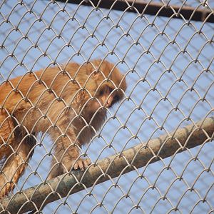 Rhesus macaque - Peshawar zoo 8/12/2018