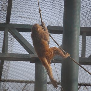 Rhesus macaque - Peshawar zoo 8/12/2018