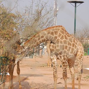 Giraffe - Peshawar zoo 8/12/2018