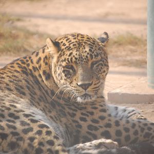 Indian leopard - Peshawar zoo 8/12/2018