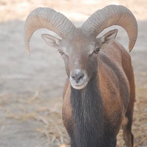 Mouflon - Peshawar zoo 8/12/2018