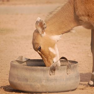 Nilgai cow feeding - Peshawar zoo 8/12/2018